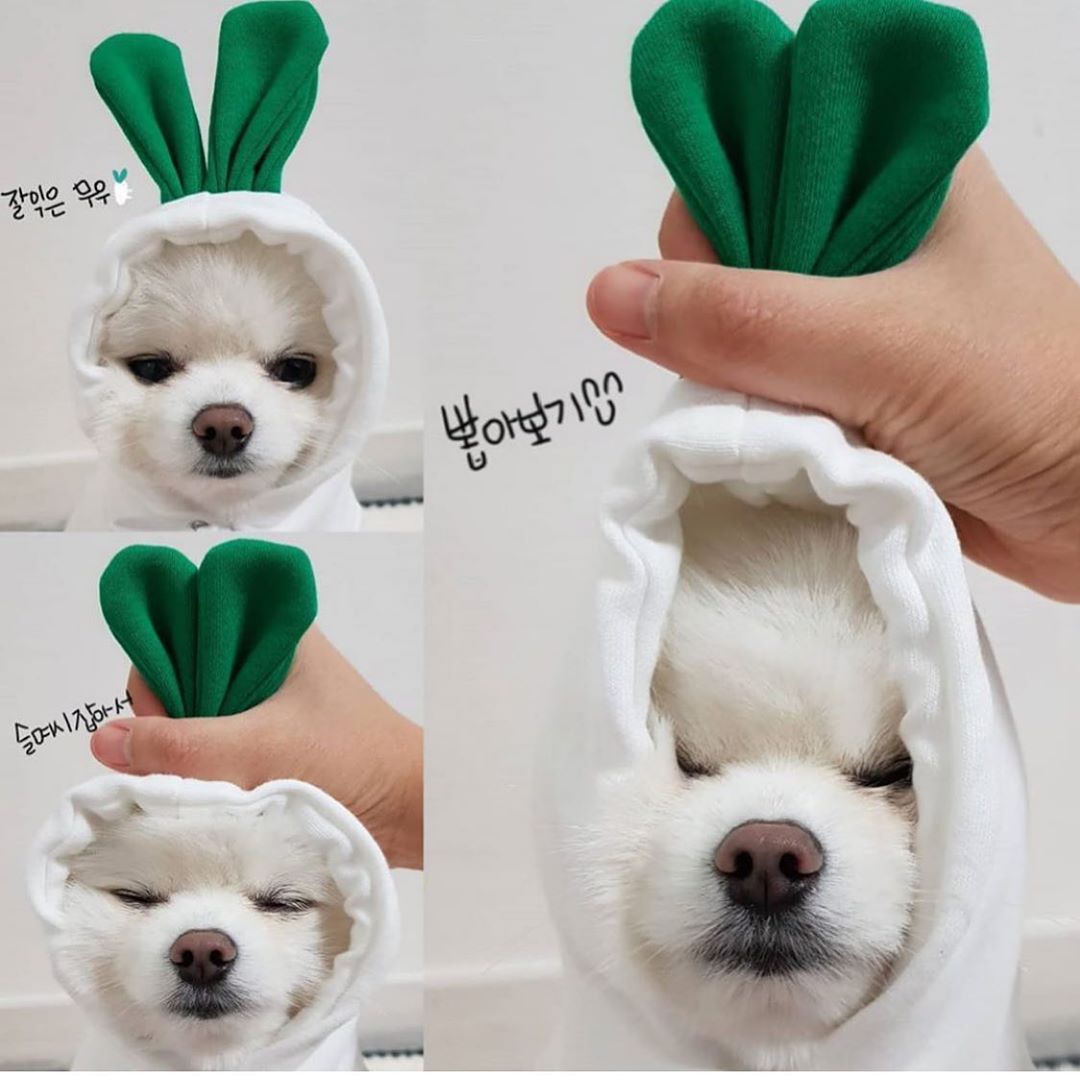 Cute Small Dogs Hoodies
