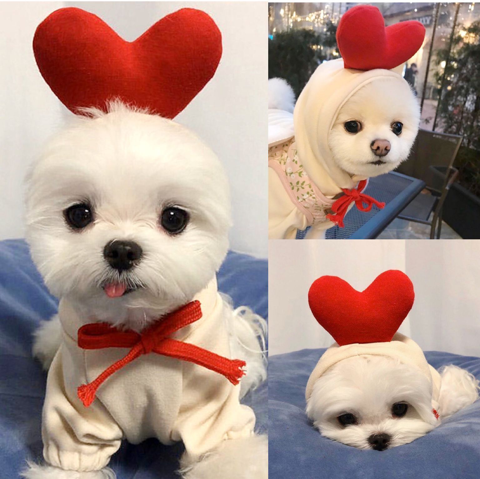 Cute Small Dogs Hoodies