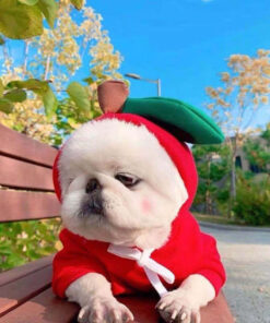 Cute Small Dogs Hoodies