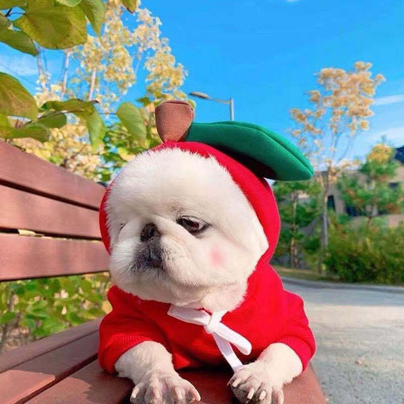 Cute Small Dogs Hoodies