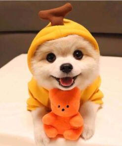 Cute Small Dogs Hoodies