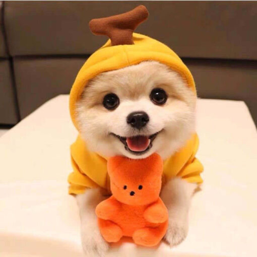 Cute Small Dogs Hoodies