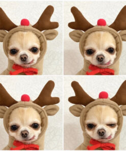 Cute Small Dogs Hoodies