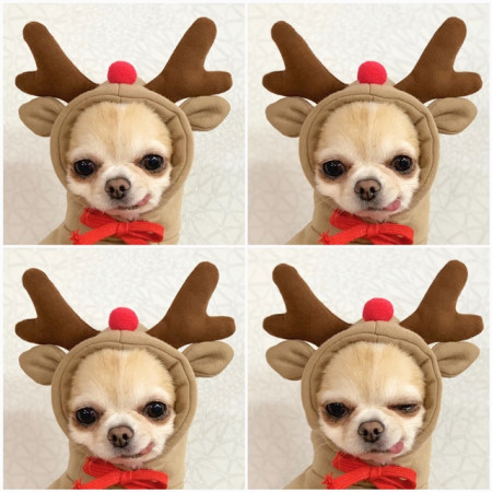 Cute Small Dogs Hoodies